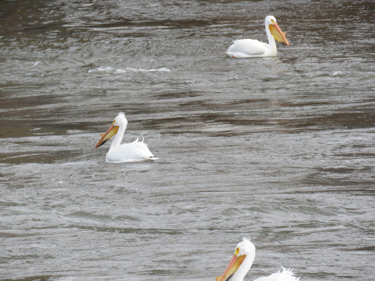 Pelicans on the Iowa River